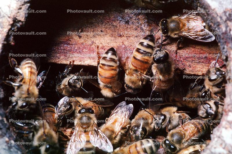 Bee Keeping, Honey Bees