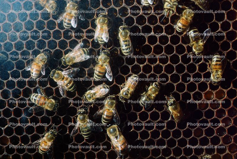 Bee Keeping, Canada