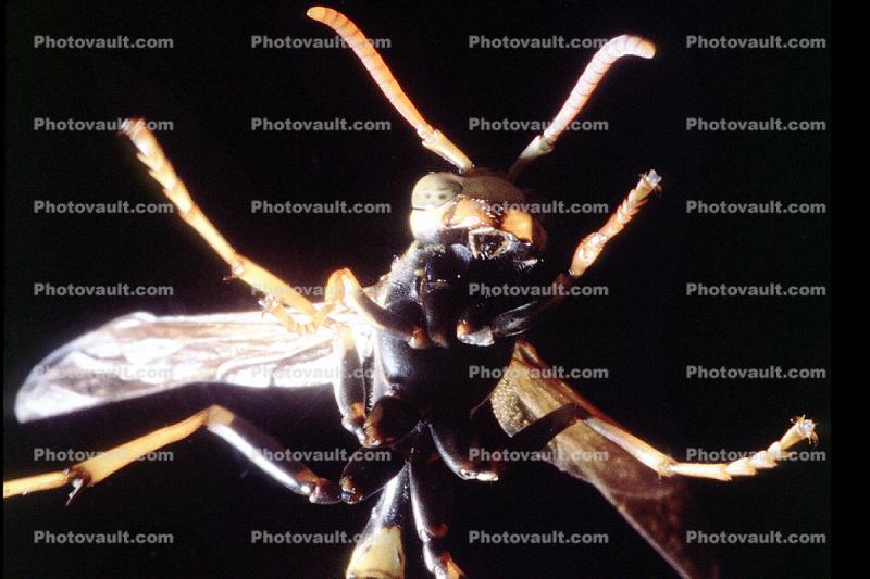 Yellow-Legged Paper Wasp, (Mischocyttarus flavitarsus), Yellowjacket