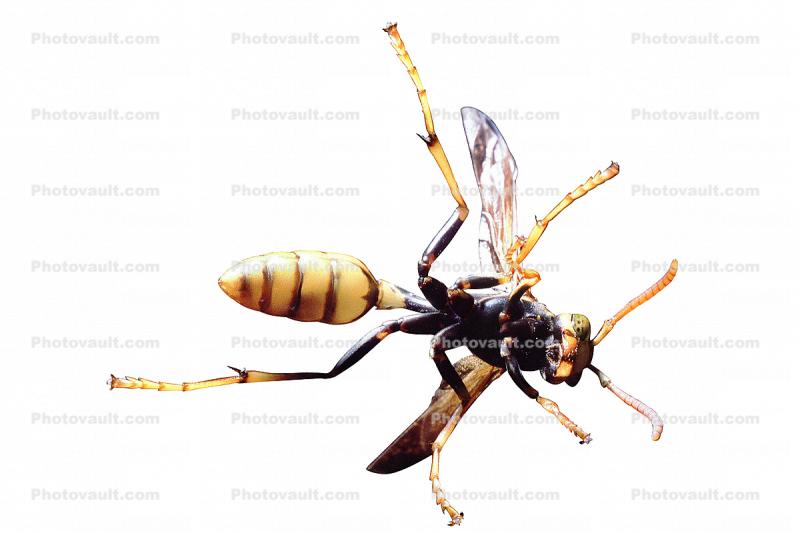 Yellow-Legged Paper Wasp, (Mischocyttarus flavitarsus), Yellowjacket