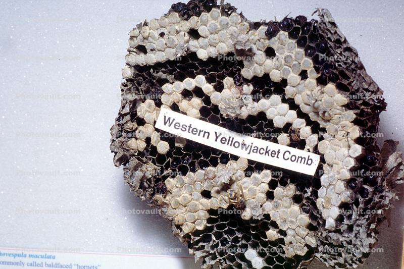 Western Yellowjacket Comb