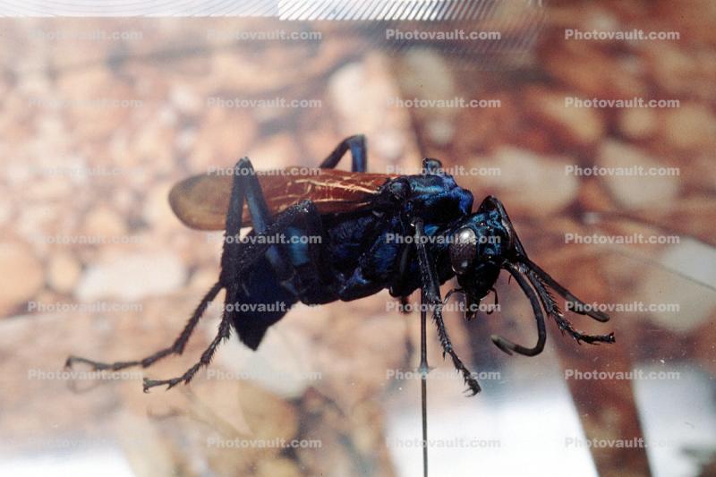 Spider Wasp, (Pepsis cerberus)