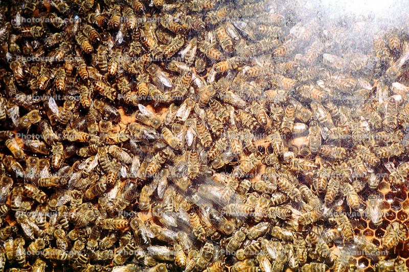 Bee Keeping, Honey Bee