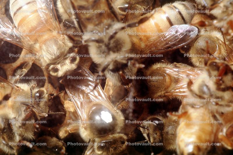 bee keeping, Honey Bees, Canada