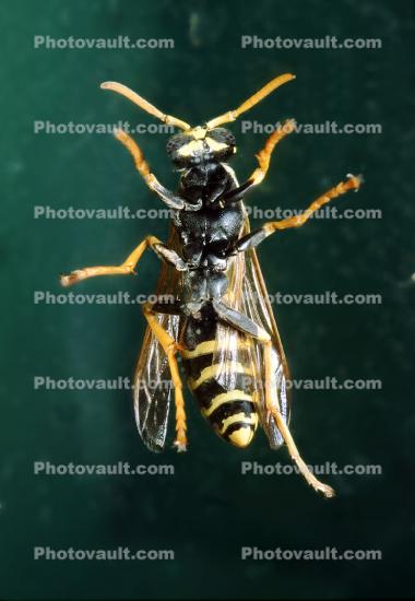 European Paper Wasp (Polistes domiulus), Yellowjacket
