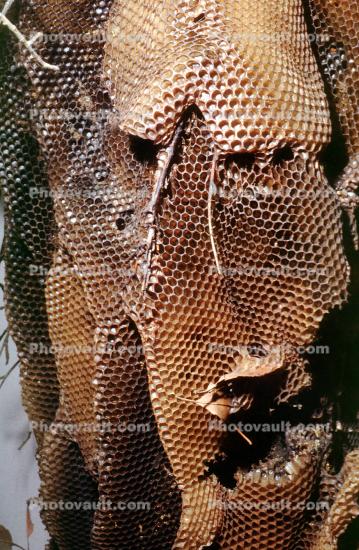 Wasp Nest, Honeycomb