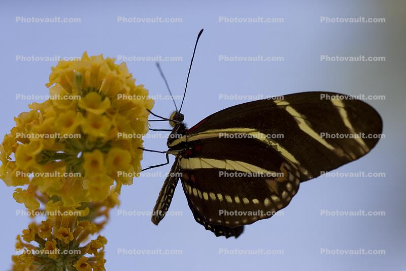 Zebra Longwing, (Heliconius charithonia), Butterfly, Wings, Rhopalocera, Nymphalidae