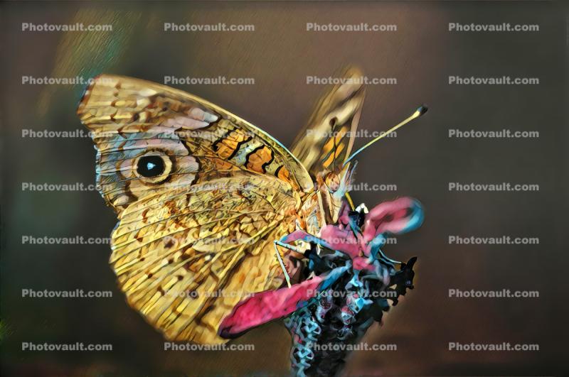 Butterfly on a Flower
