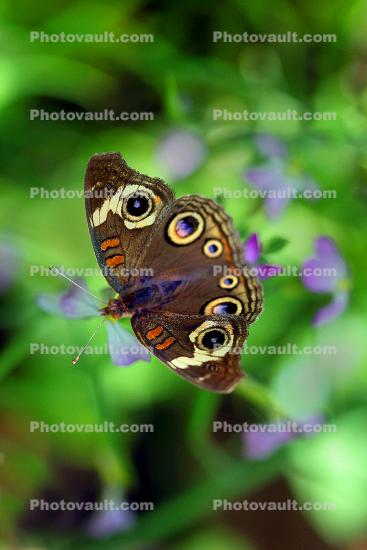 Butterfly, Wings, faux eyes, camouflage, Biomimicry