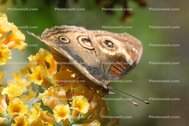 Butterfly, Wings, Flower, faux eyes