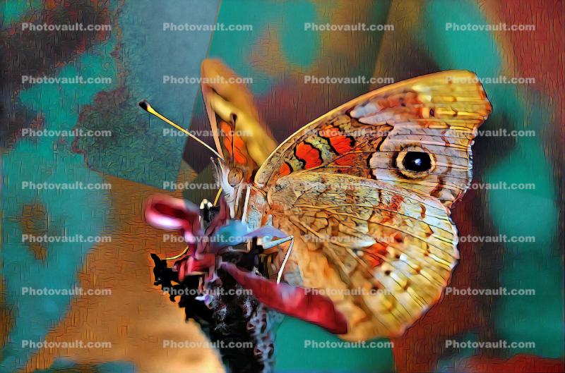 Butterfly with an Eye, wings, Abstract
