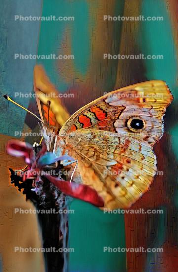 Butterfly, Abstract