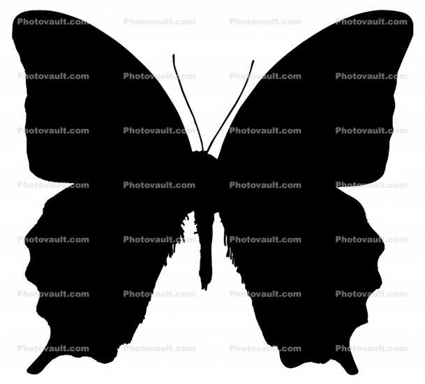 Wings, Butterfly Wings Silhouette, shape