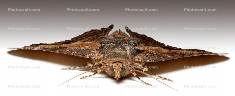 Zale lunata Moth, Wood Bark Texture, Sonoma County California