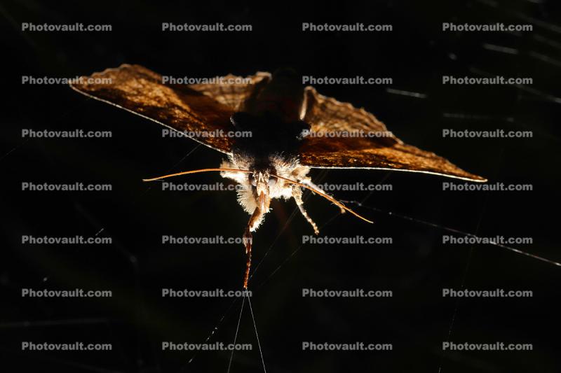 Zale lunata Moth, Wood Bark Texture, Sonoma County California