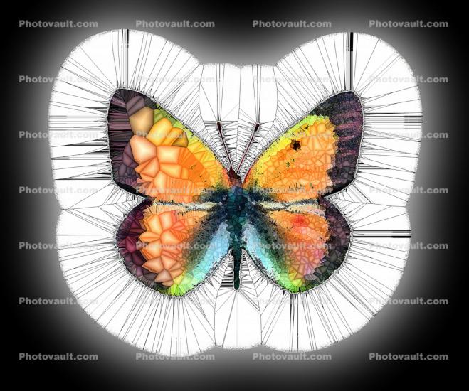 Spiky Protrustions of a Colorful Butterfly