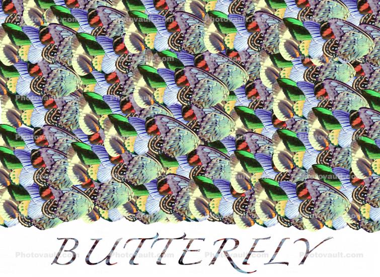 Butterfly Motif, pattern, texture