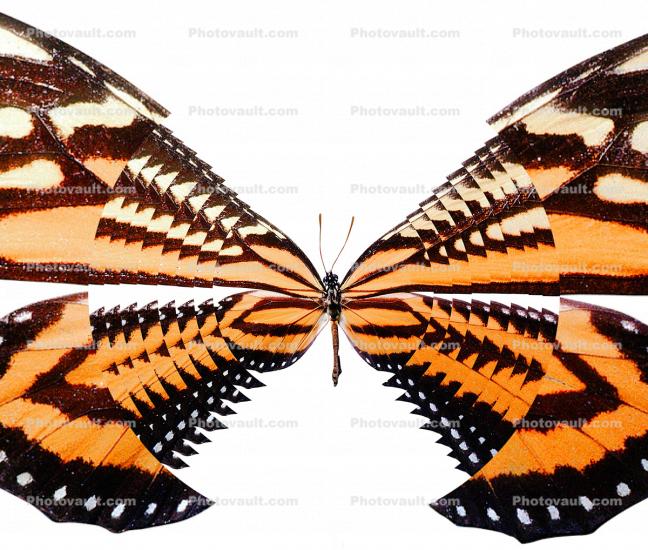 Butterfly Zoom Graphic