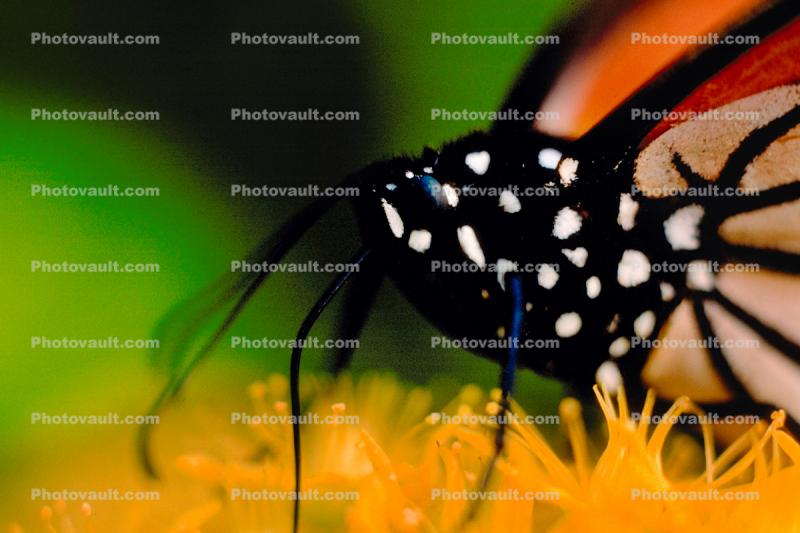 Monarch Butterfly at Esalen Institute, Proboscis