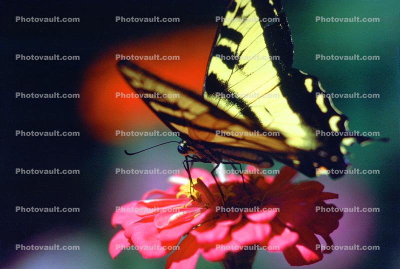 Butterfly, Wings