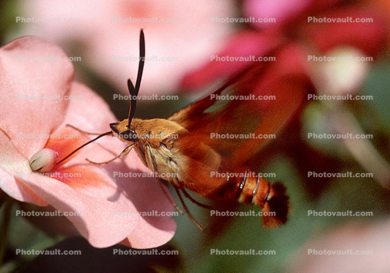 Sphynx Moth, Gypsy Moth