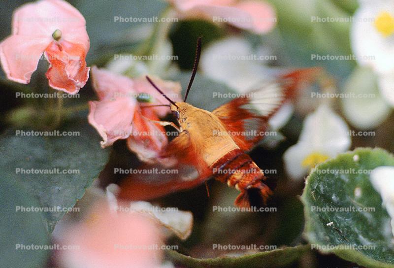 Sphynx Moth, Gypsy Moth