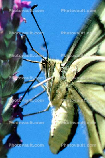 Butterfly, Proboscis