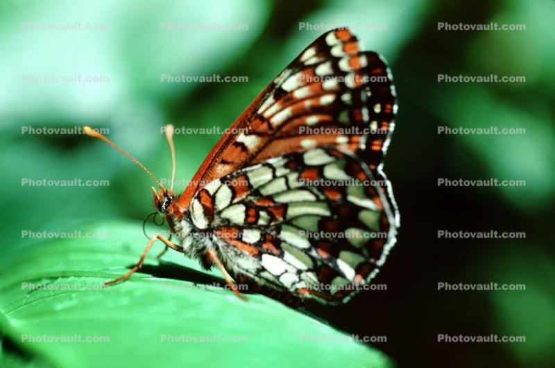 Butterfly, wings