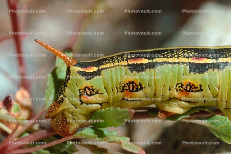 Caterpillar, Joshua Tree National Monument
