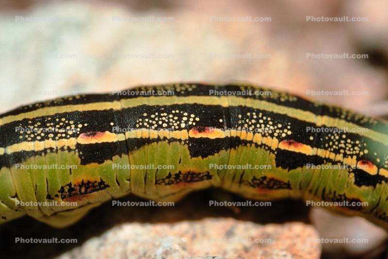 Caterpillar section, Dots, Joshua Tree National Monument