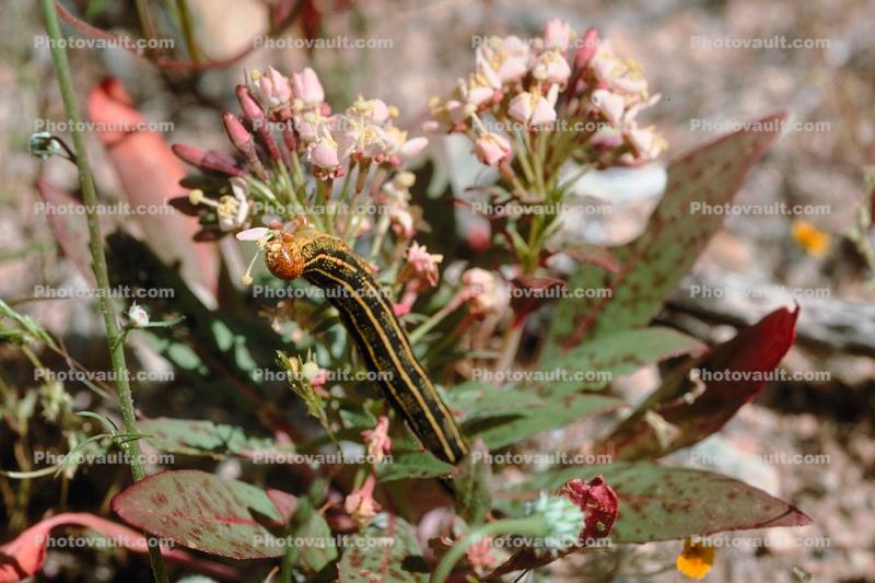Caterpillar luscitating on that mariscinous flower, Joshua Tree National Monument