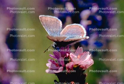 Blue Copper Butterfly, (Lycaena heteronea), Lycaenidae, Hexapod
