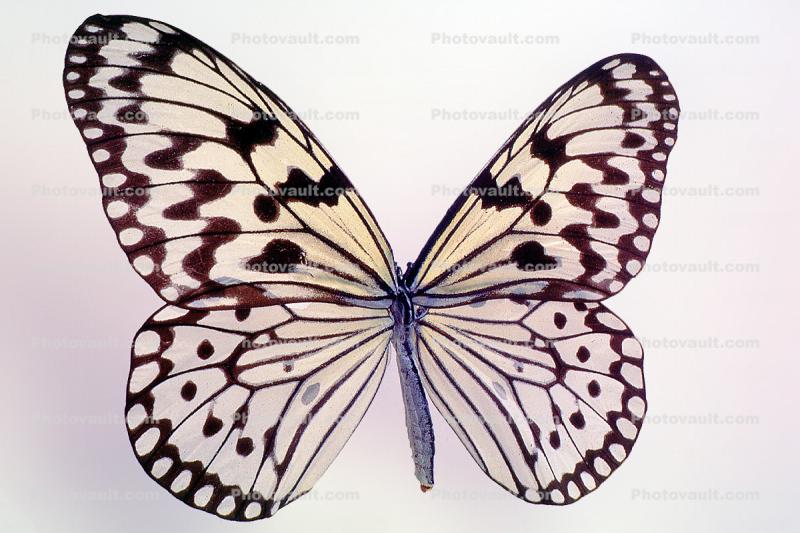 Butterflies, Wings, Butterfly