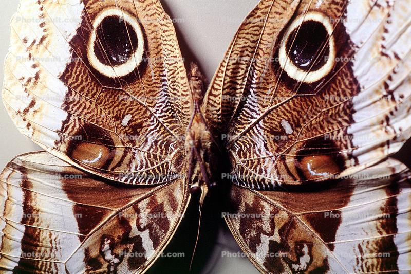 Butterflies, Wings, Butterfly, eyes, camouflage, Biomimicry