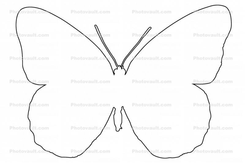 Butterfly Drawing On A White Background Outline Sketch Vector, Realistic Butterfly  Drawing, Realistic Butterfly Outline, Realistic Butterfly Sketch PNG and  Vector with Transparent Background for Free Download