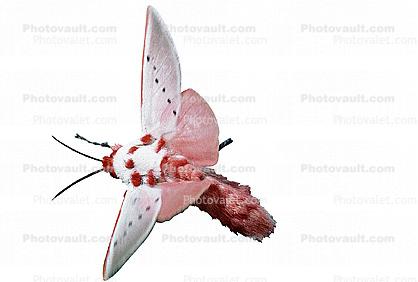 Sphinx Moth, photo-object, object, cut-out, cutout