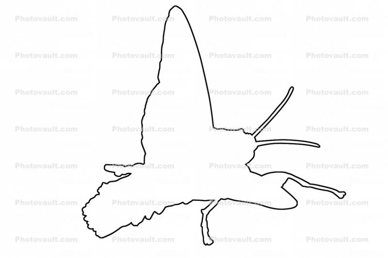 Sphinx Moth outline, line drawing, shape