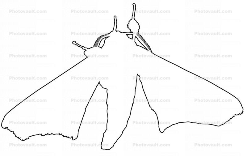 outline of a moth, line drawing, shape