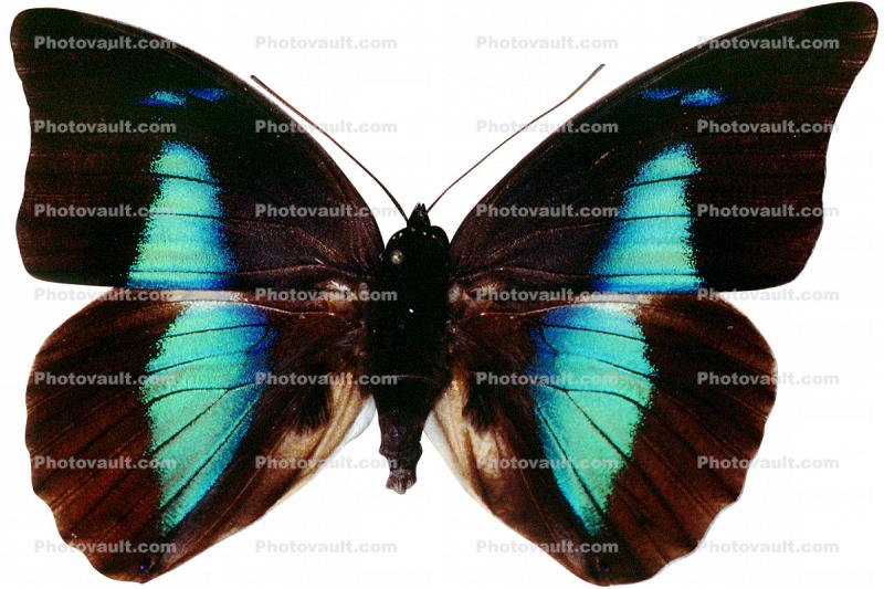 Butterfly, Wings, photo-object, object, cut-out, cutout