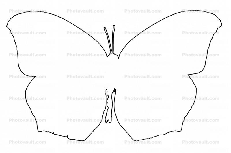  outline of a Butterfly, line drawing, shape