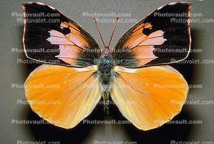 California Dogface Butterfly, (Zerene eurydice), Male, Pieridae, Coliadini