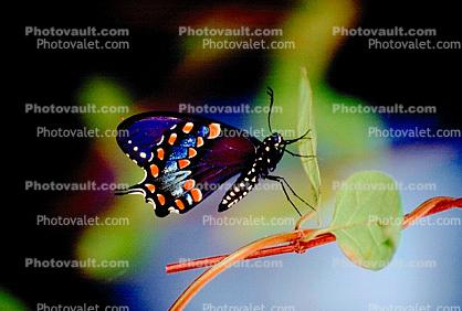 Spicebush Swallowtail Butterfly, (Papilio troilus), Linnaeus, Insecta, Lepidoptera, Papilionidae