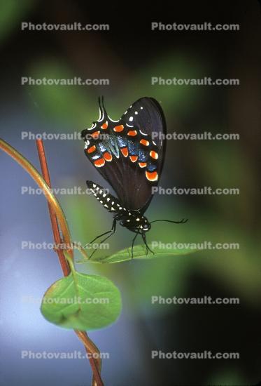 Butterfly, Wings, Spicebush Swallowtail Butterfly, (Papilio troilus), Linnaeus, Insecta, Lepidoptera, Papilionidae