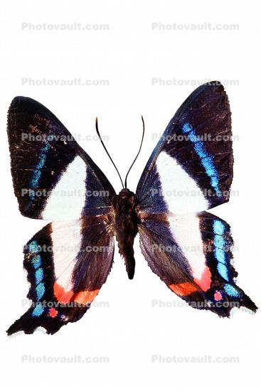 Metalmark Butterfly, (Ancyluris formosissimo), Riodinidae, Riodininae, Peru, photo-object, object, cut-out, cutout