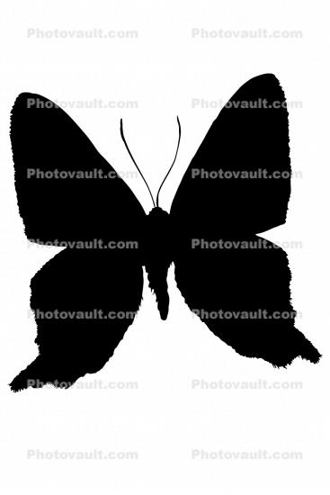 Metalmark Butterfly Silhouette, (Ancyluris formosissimo), Riodinidae, Riodininae, Peru, logo, shape