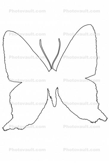 Metalmark Butterfly outline, (Ancyluris formosissimo), Riodinidae, Riodininae, Peru, line drawing, shape