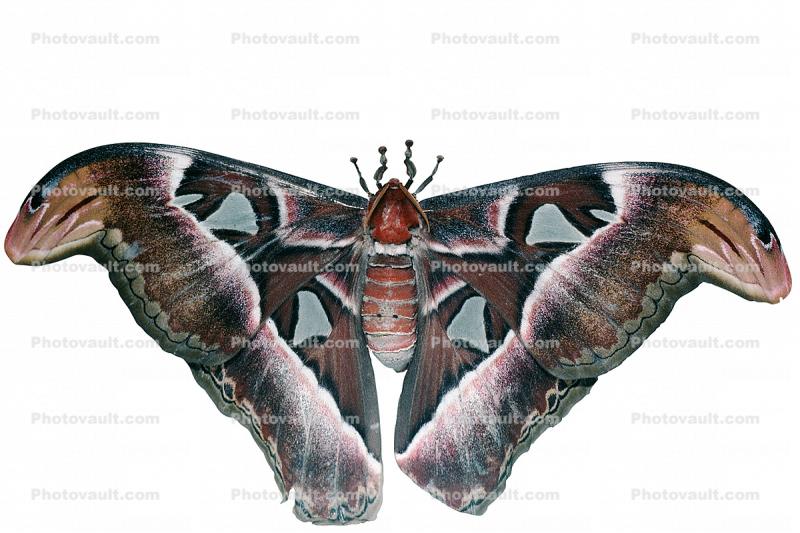 Atlas Moth photo-object, object, cut-out, cutout