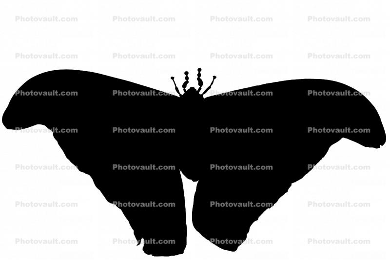 Atlas Moth silhouette, logo, shape