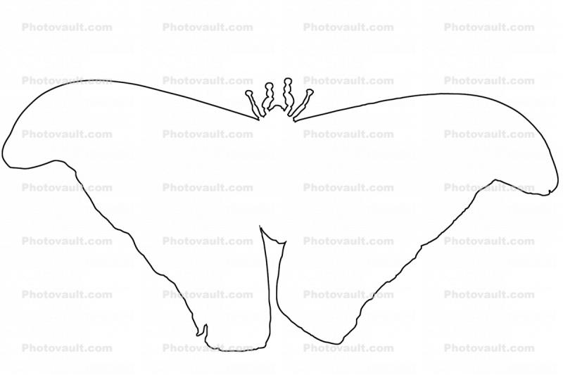 outline of an Atlas Moth, line drawing, shape