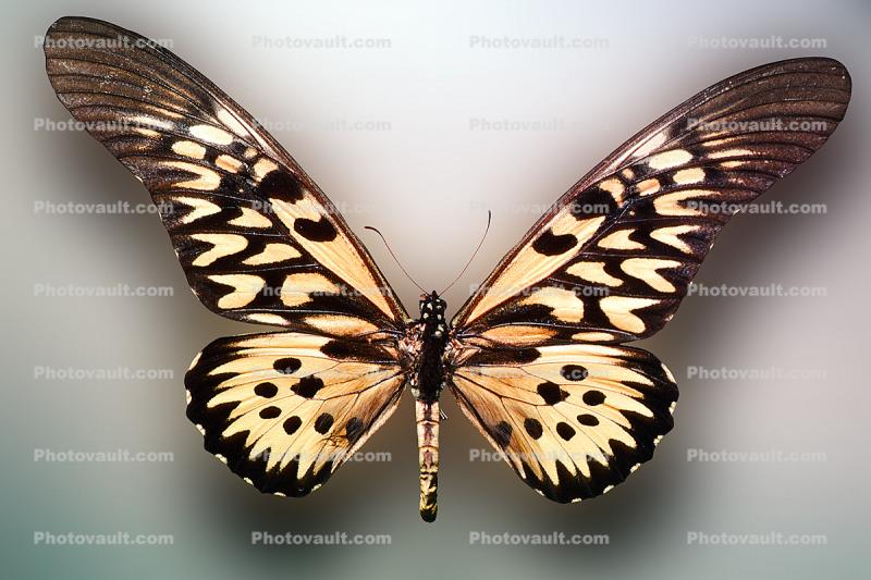 Yellowtail Butterfly, (Papilio antimachus)